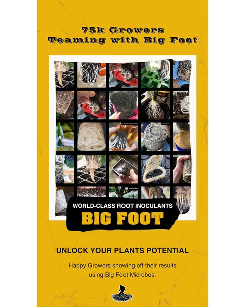 Big Foot Mycorrhizae Granular | Organic Root Enhancing Formula | Worm Castings, Humic Acid, Biochar, Trace Minerals, Kelp (10 lb)